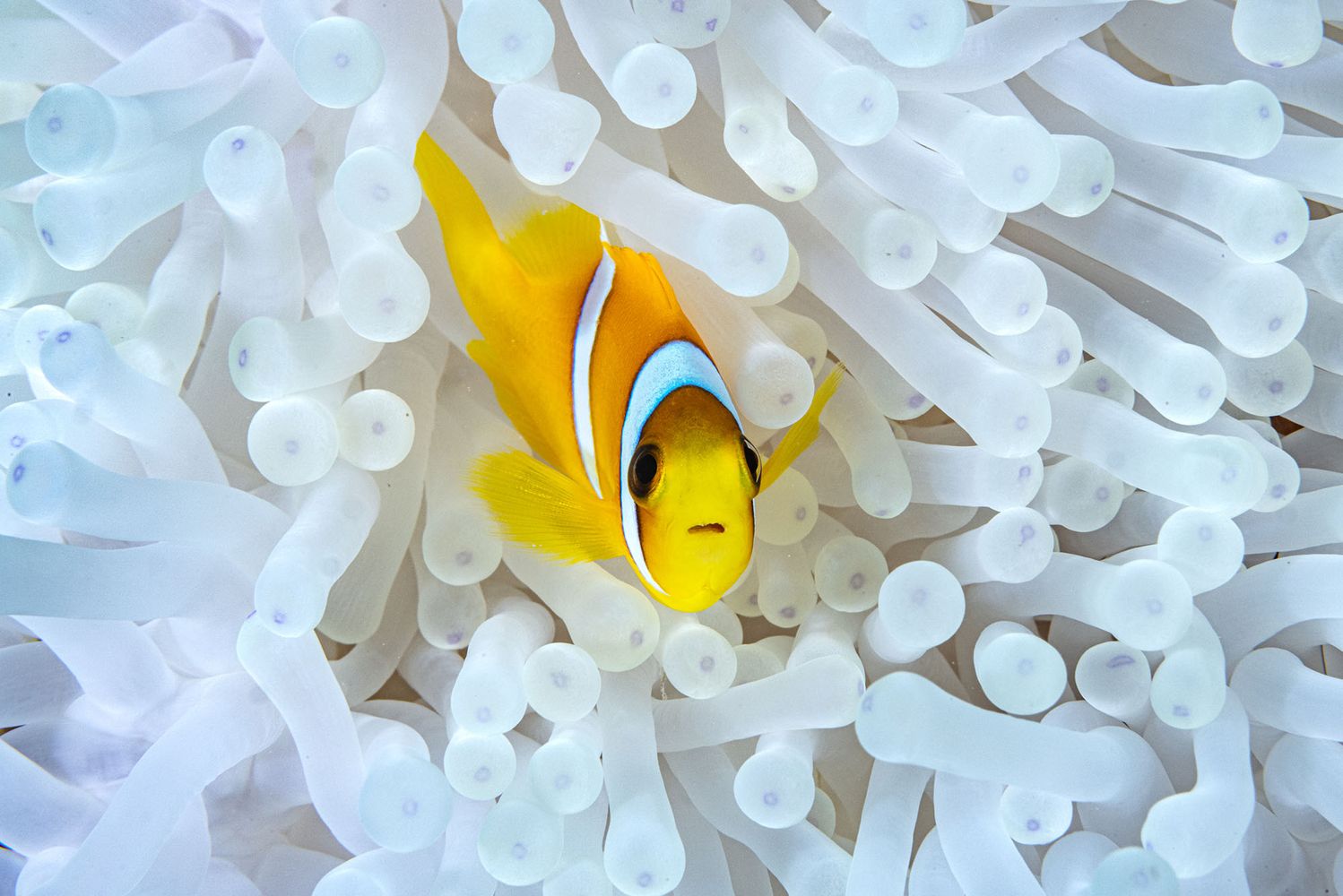 Photo: A clownfish swimming out from an anenome