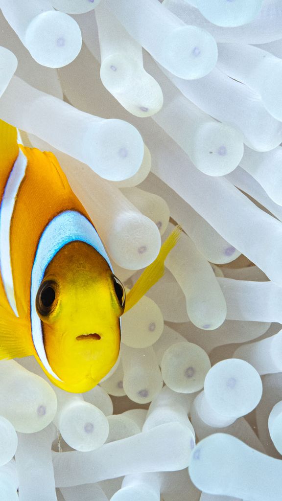 Photo: A clownfish swimming out from an anenome