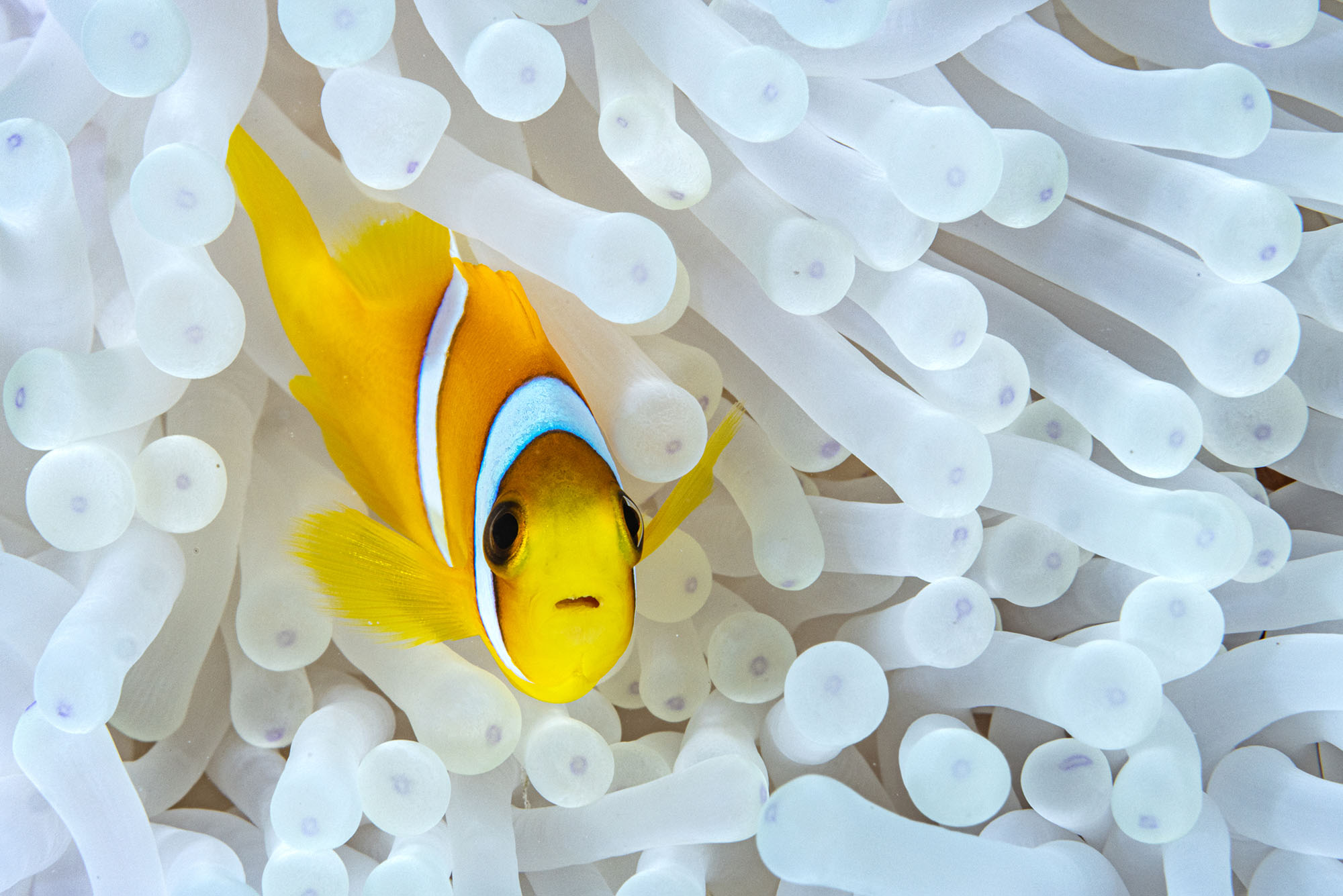 Photo: A clownfish swimming out from an anenome