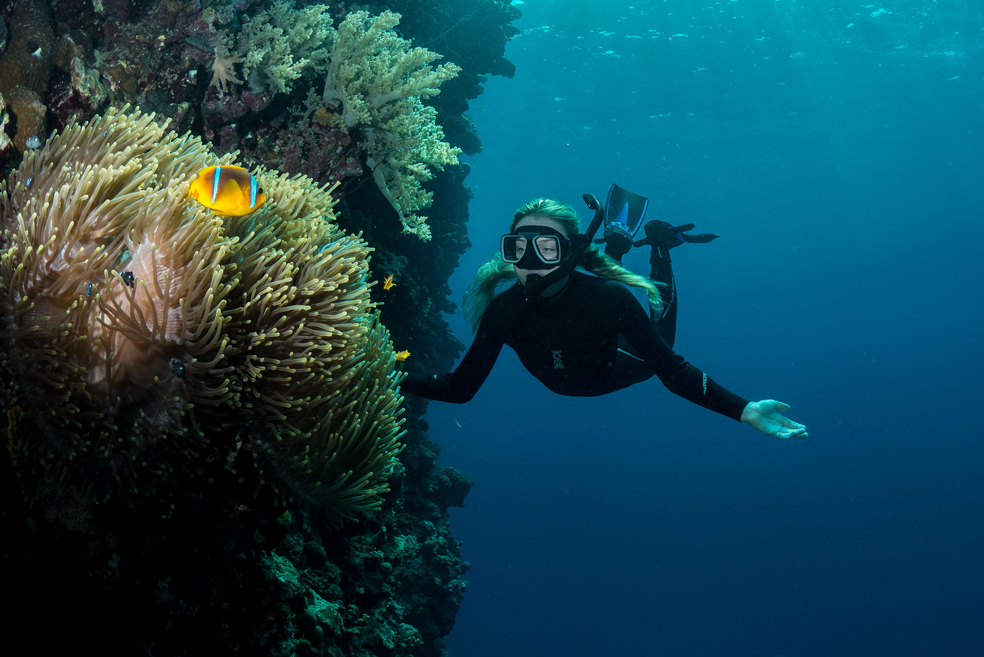 Photo: A diver swimming next to an anenome