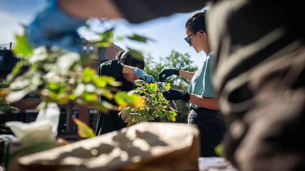 Photo: BU students examining tree leaves and branches while doing research on urban trees