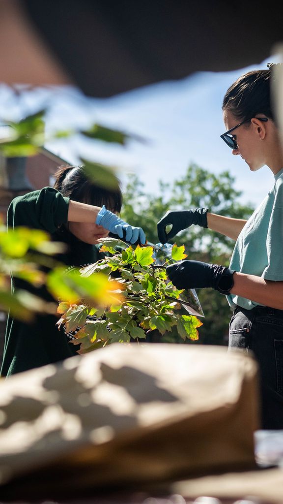 Photo: BU students examining tree leaves and branches while doing research on urban trees
