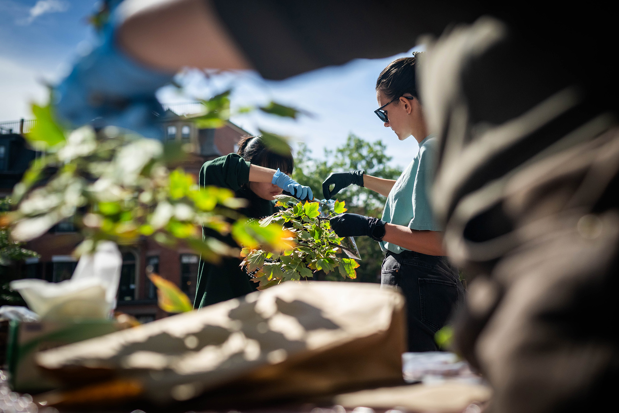 Photo: BU students examining tree leaves and branches while doing research on urban trees
