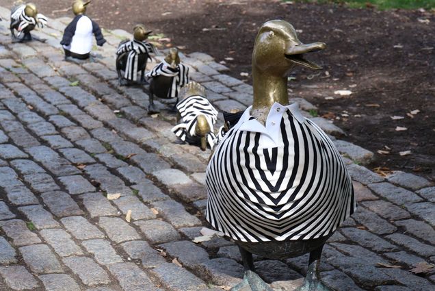 Photo: The "Make Way for Ducklings" sculpture in the Boston Common featuring the ducks wearing clothes