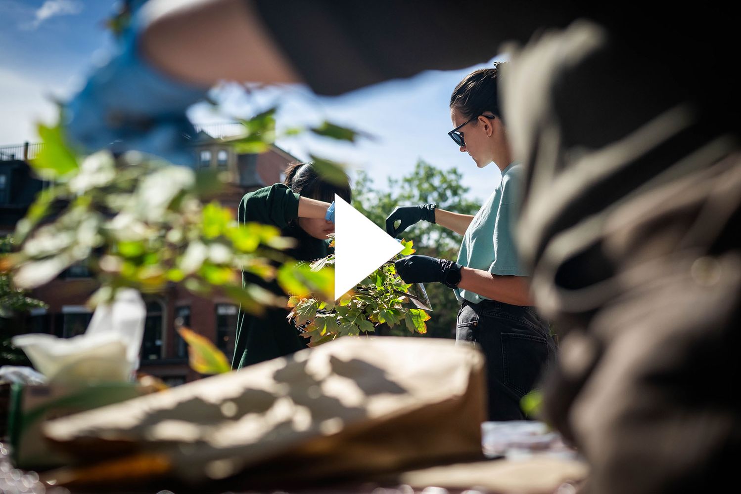 Photo: BU students examining tree leaves and branches while doing research on urban trees. There is a video play button over the image