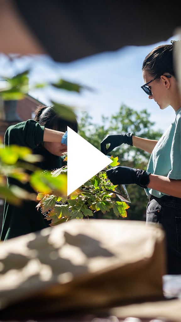 Photo: BU students examining tree leaves and branches while doing research on urban trees. There is a video play button over the image