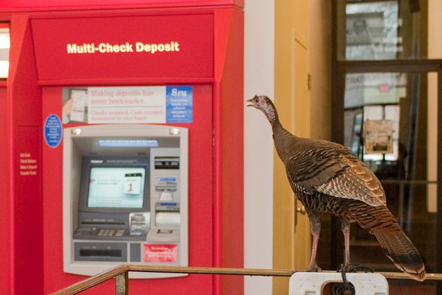 Wild Turkey tries to withdraw some quick cash. Better than leaving a deposit!. Photo by Kalman Zabarsky