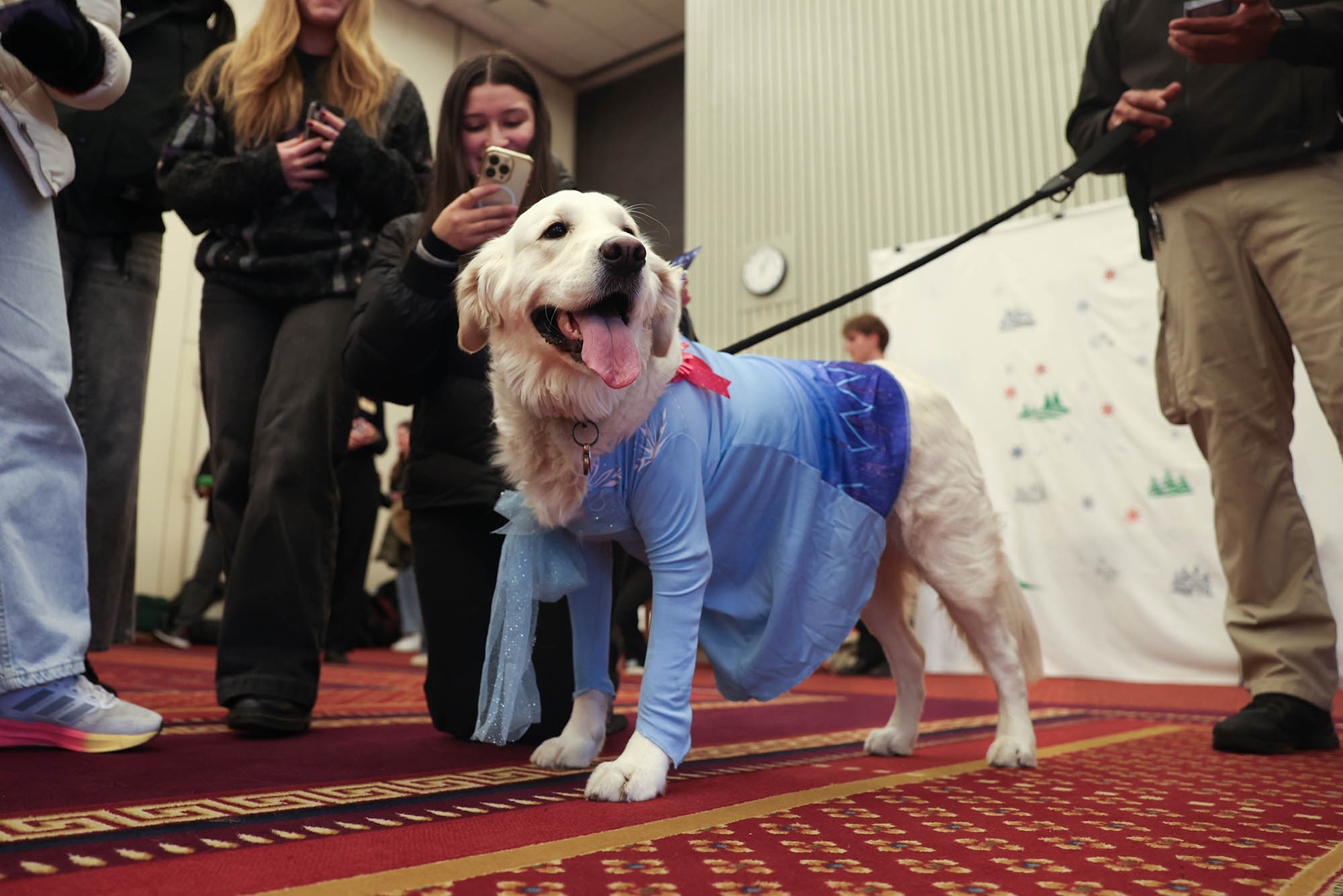 Photo: Bean, BU's comfort dog, celebrates her second birthday on campus. Bean, a fluffy white retriever, wears a blue dress as her tongue lolls out of her mouth,