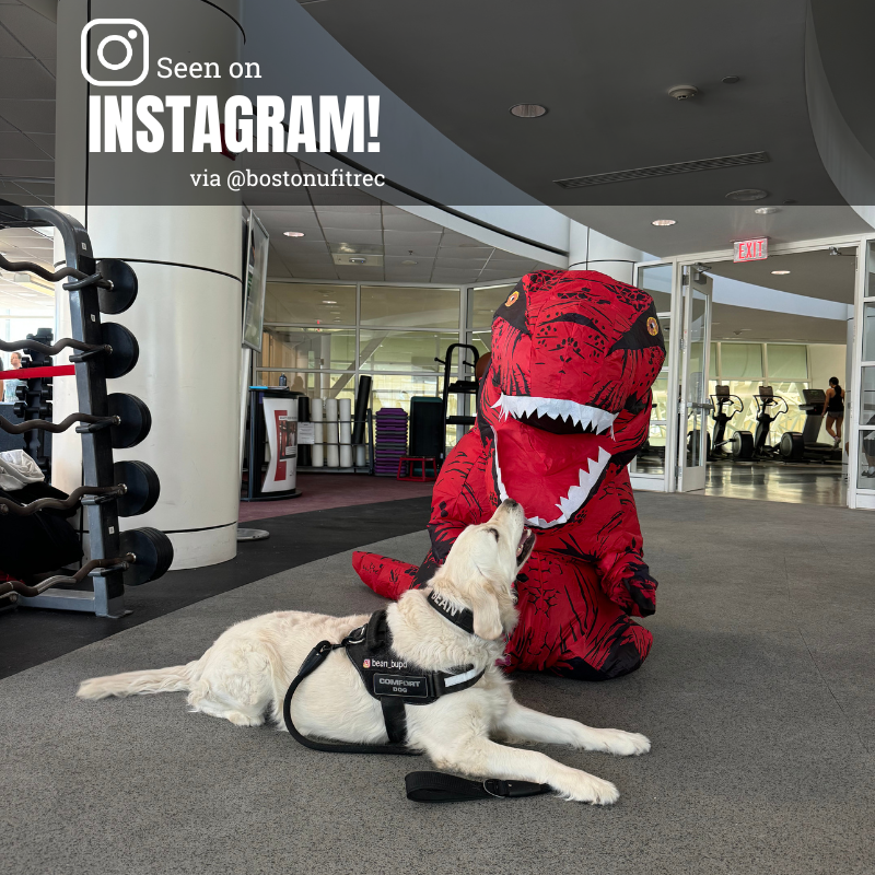 Photo: A golden retriever sitting on the floor near a person in a dinosaur costume. Text overlay reads "Seen on Instagram"