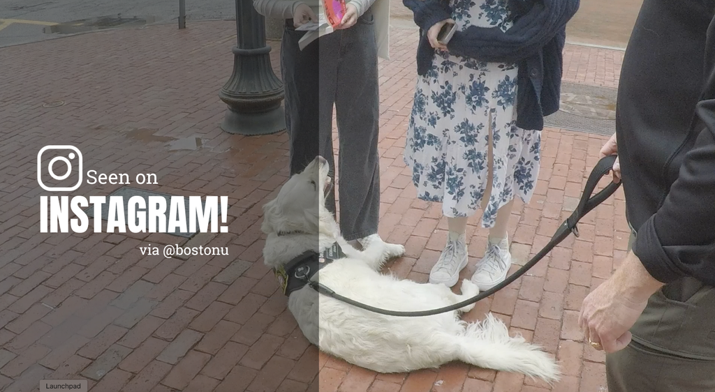 Photo: A dog laying on bricks in front of people. Text overlay reads "Seen on instnagram via @bostonu" 