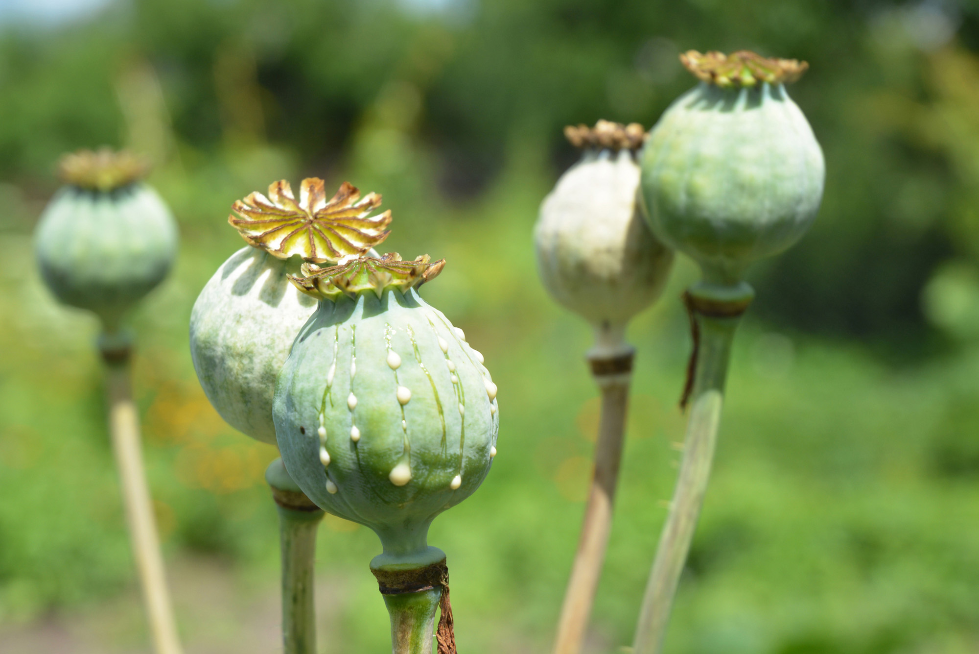Photo: A close-up on Papaver somniferum, the opium poppy