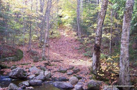 lynn woods
