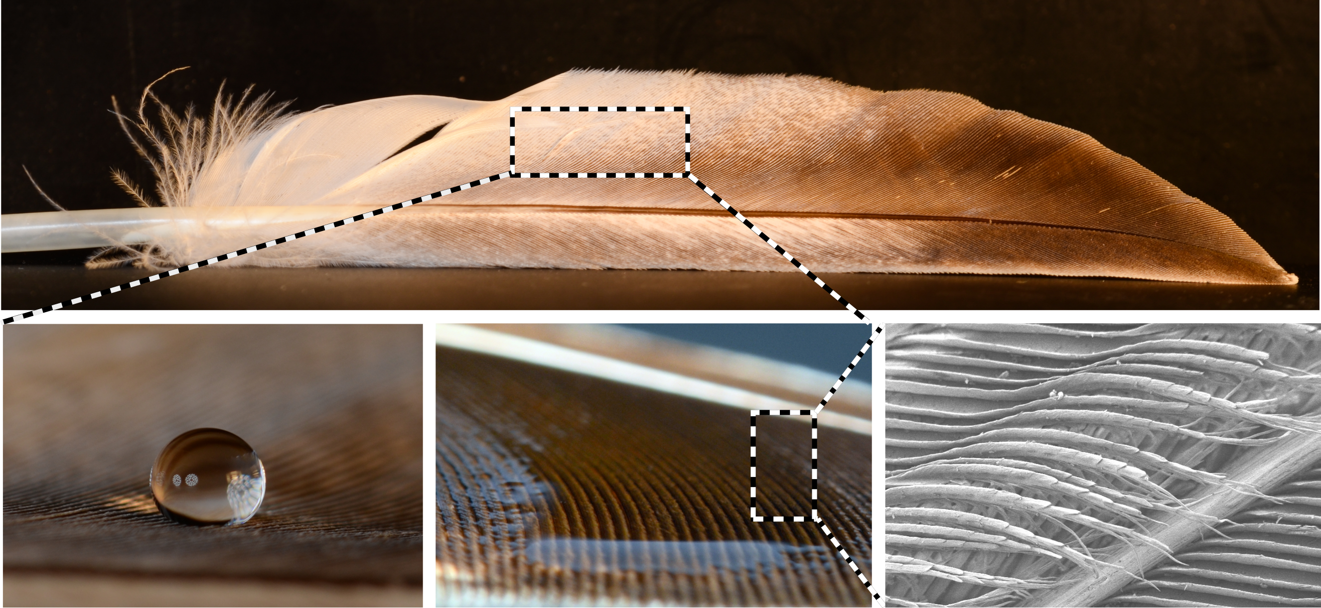 feather feather