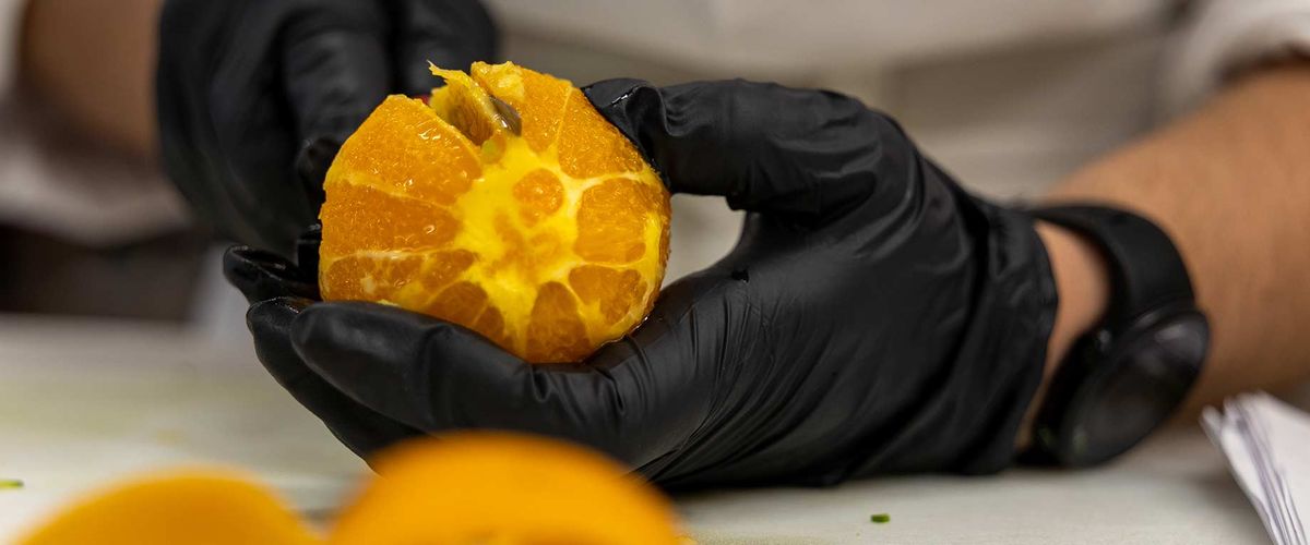 Closeup photo of a BU Food Studies student slicing an orange