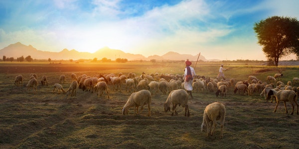 Man herds sheep