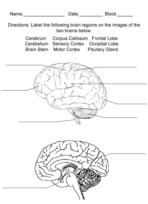 Brain Anatomy and Function Quiz