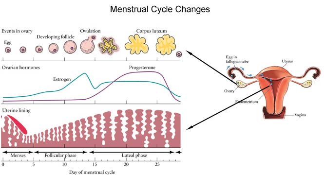 Fases menstruacion