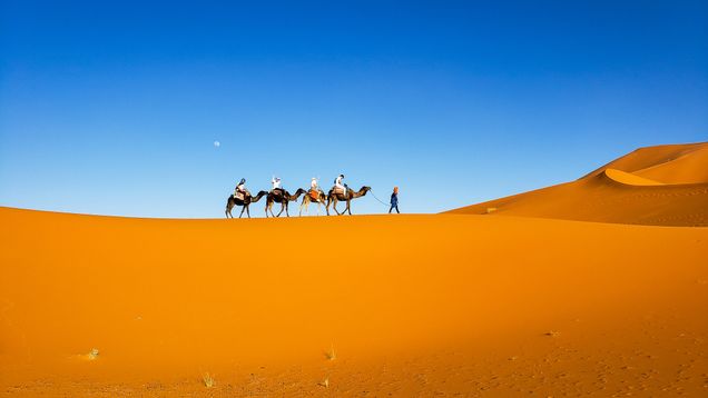 2024 GP Photo Contest Judged Winner camels being walked in the desert