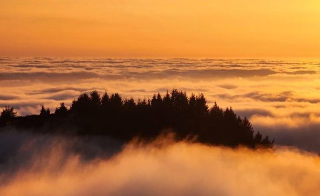 Finalist 2025 GP Photo Contest trees on top of a moutain peeking above the clouds