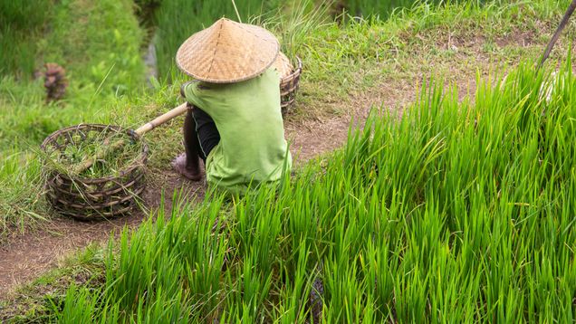 Finalist 2024 GP Photo Contest man sitting in a rice paddy