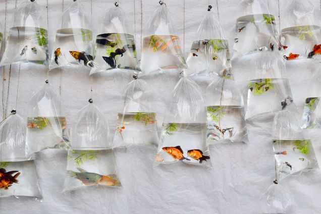 Finalist 2025 GP Photo Contest clear bags of little fish in water
