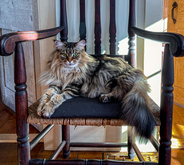 2021 GP photo contest finalist furry cat in a chair