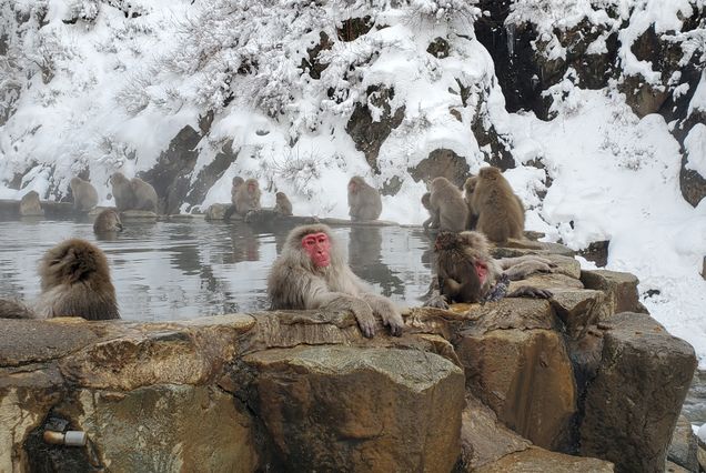 Finalist 2025 GP Photo Contest monkeys in a hot spring in Japan in winter