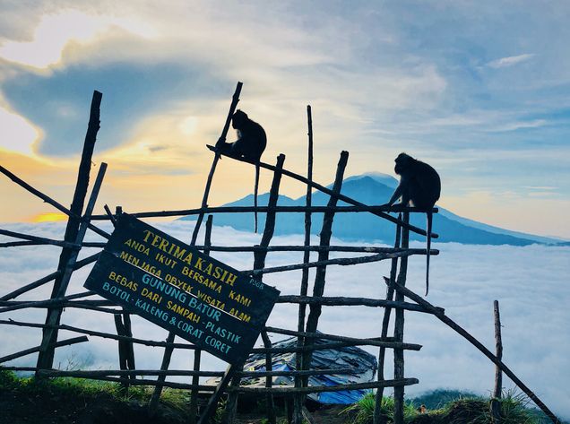 2019 GP Photo Contest winner monkeys on a fence by a sign on a hill top above the clouds in Bali