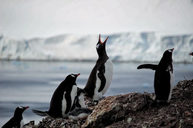2021 GP photo contest finalist penguins in antartica