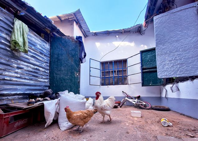 Finalist 2024 GP Photo Contest chickens in a court yard