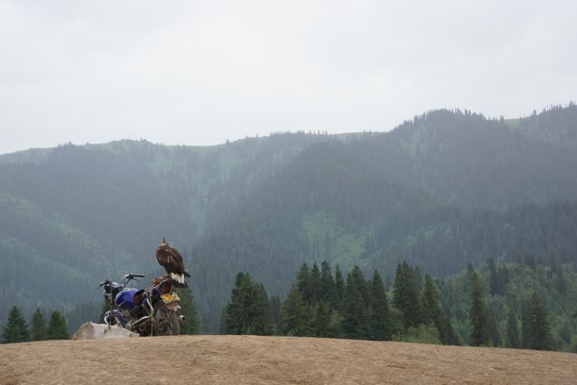 2019 GP Photo Contest Finalist giant bird on the back of a motor bike