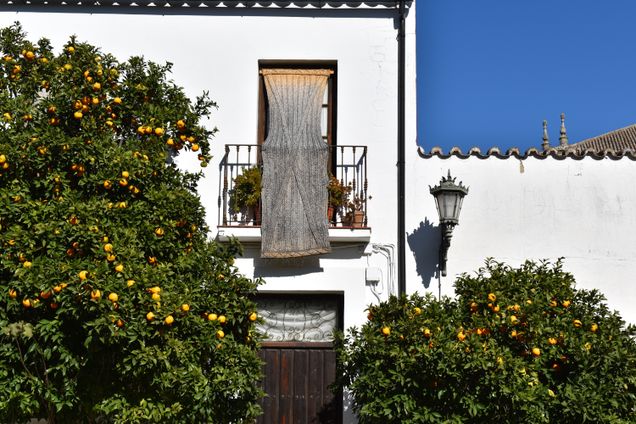 2021 GP photo contest finalist orange trees against a white stuco wall