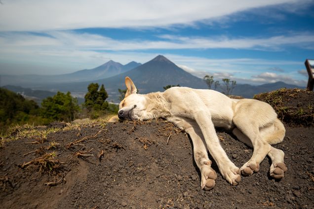 2020 GP Photo Contest Finalist dog laying in sun on pile of dirt asleep