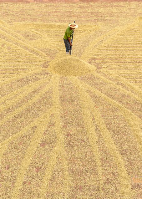2020 GP Photo Contest Finalist person raking grain in Guatemala