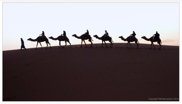 2013 GP Photo Contest Finalist camel train in the desert