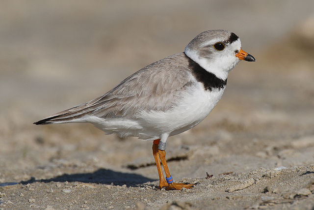 Photo by Mdf. commons.wikimedia.org:wiki:File-Charadrius-melodus-004_edit