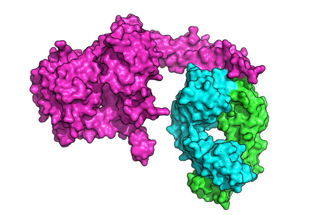 Graphic depicting a 3D molecular view of an antibody, shown in cyan and green, binding to its target antigen, shown in magenta.