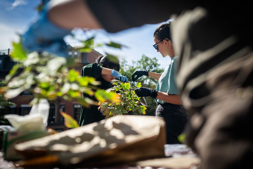 Photo: BU students examining tree leaves and branches while doing research on urban trees