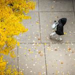 Photo: students on BU's campus on a sunny fall day