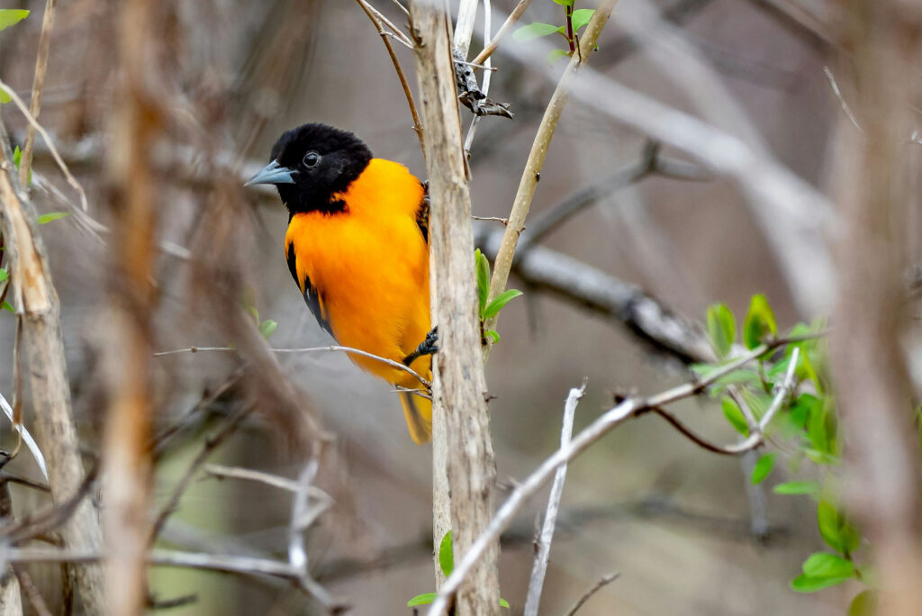 Photo: A Baltimore oriole in its natural habitat