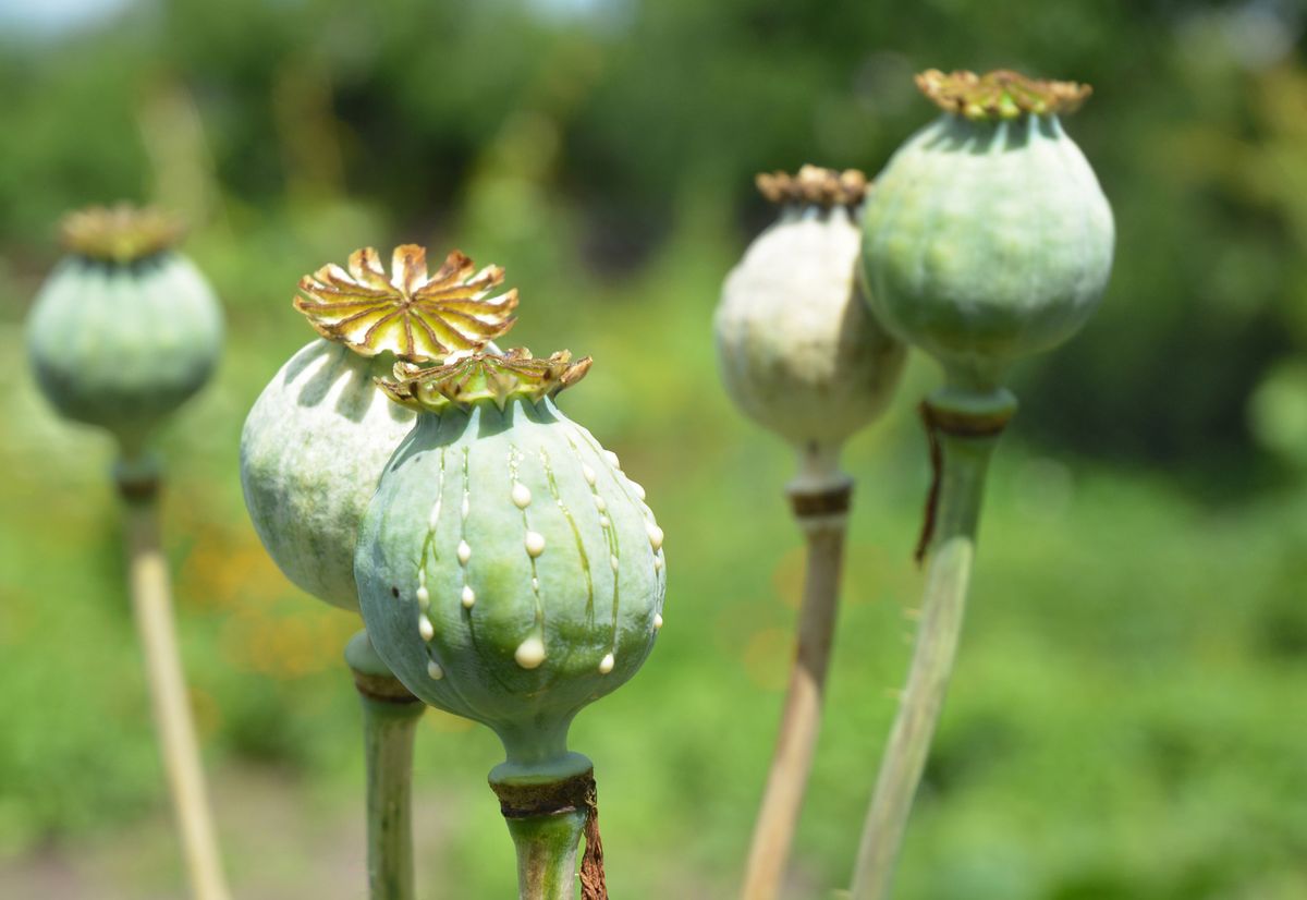 Photo: A close-up on Papaver somniferum, the opium poppy