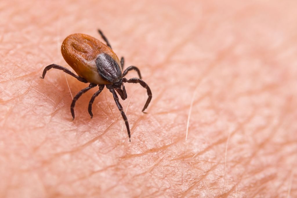 Photo: A stock photo of a deer tick zoomed in on skin.