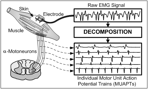 Muscles Alive  Information & Data Sciences