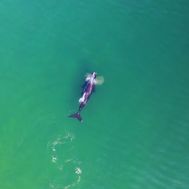 Right whale aerial