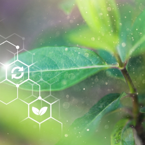 Plant leaves with scientific symbols superimposed