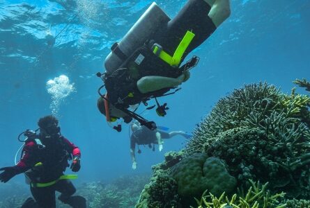 Researchers scuba diving at Moore Reef