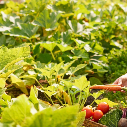 Vegetables grow in a garden.