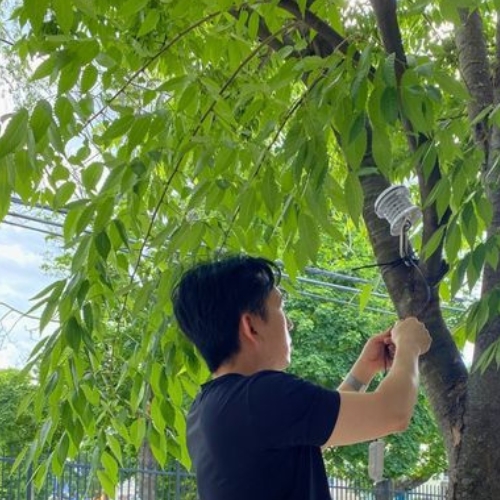 A researcher installs a monitor in a tree.