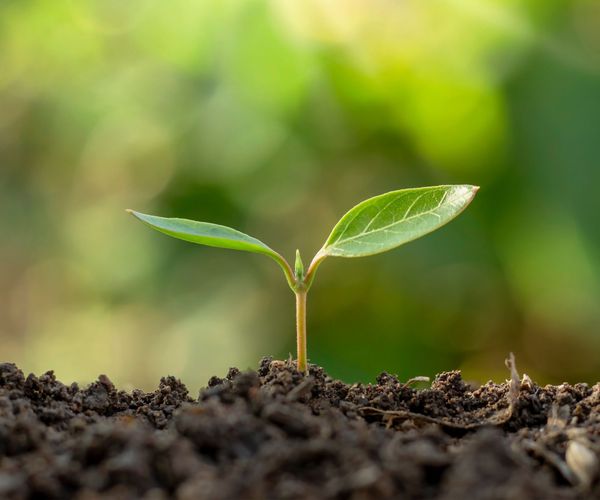 A seedling sprouts from the Earth.