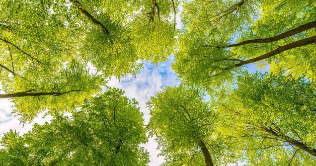 Worms eye view of trees